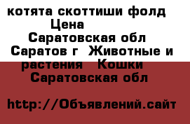 котята скоттиши фолд › Цена ­ 2 000 - Саратовская обл., Саратов г. Животные и растения » Кошки   . Саратовская обл.